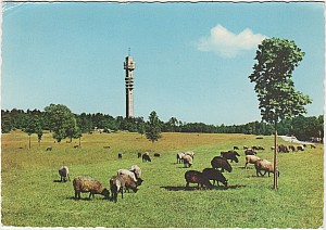 Djurgarden_Kaknastornet_Ultra_1977.jpg