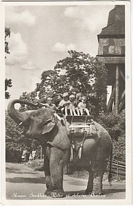 Djurgarden_Skansen_Elefant_6002_214.jpg
