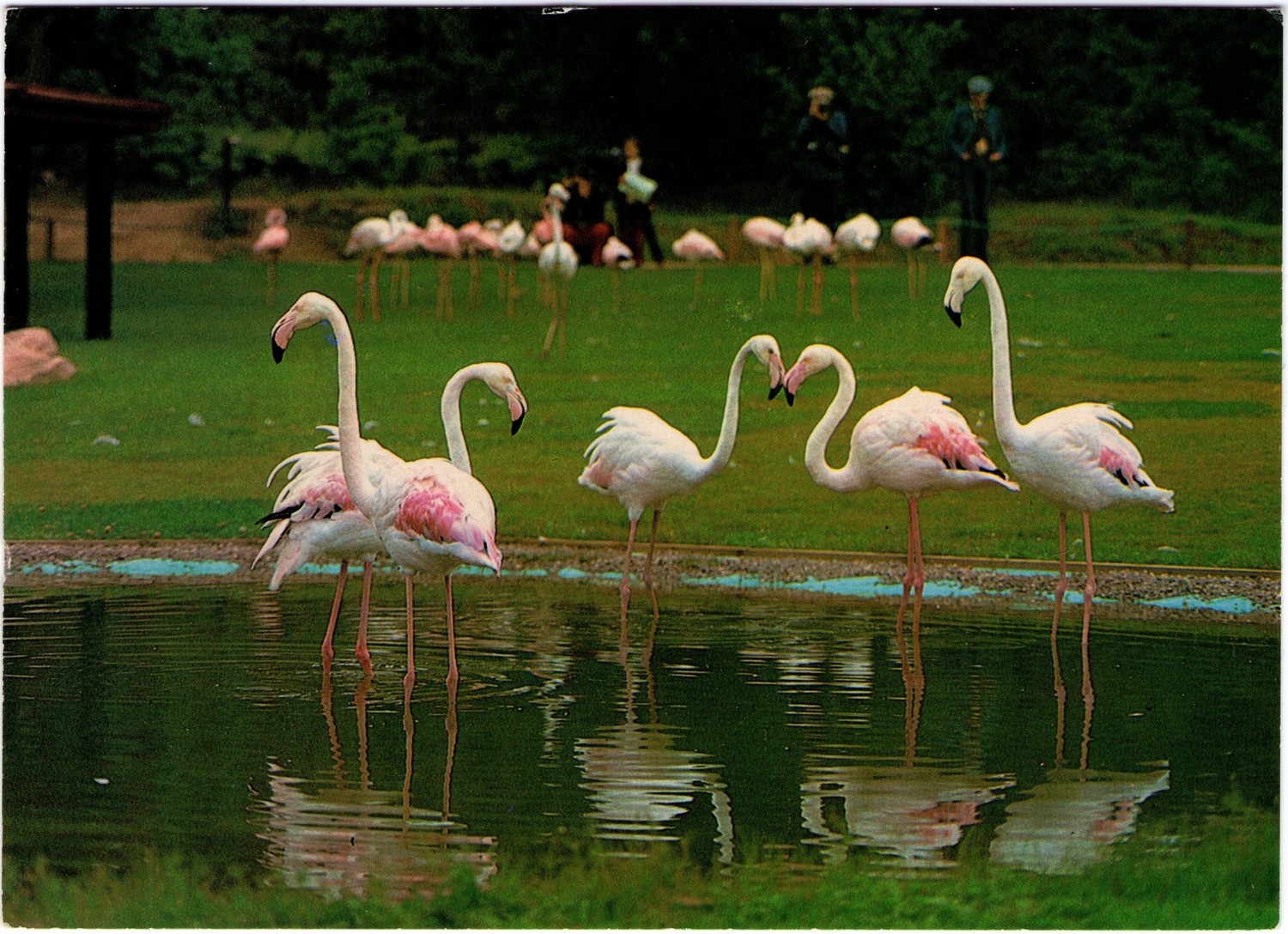 173_eskilstuna_parken_zoo_flamingodalen_1994.jpg