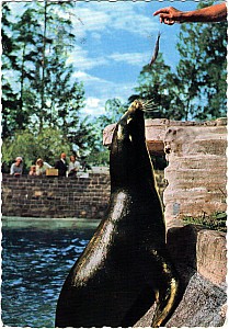 063_eskilstuna_farg_parken_zoo_grafisk_konst_66_22_seal_1970.jpg