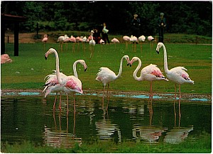 173_eskilstuna_parken_zoo_flamingodalen_1994.jpg