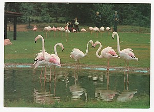 eskilstuna_parken_zoo_flamingo_1994.jpg