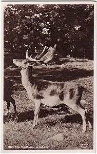 18_gripsholm_slott_hjorthagen_lindmark_1953.jpg