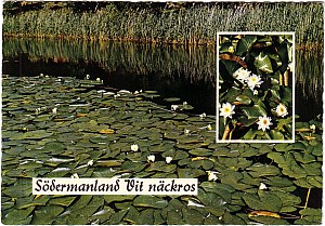 sormland_vit_nackros_ultra_j557.jpg